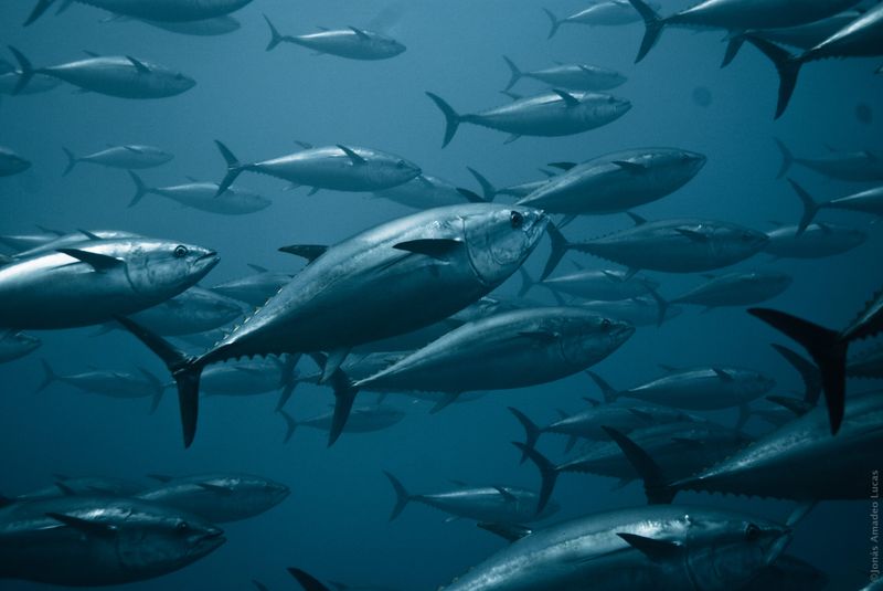 Bluefin Tuna