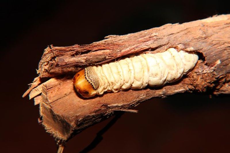 Witchetty Grub, Australia