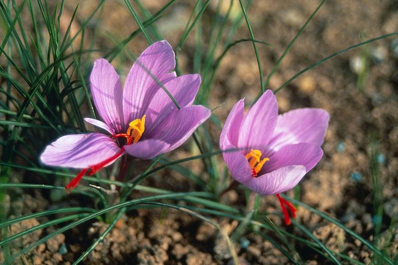 Saffron