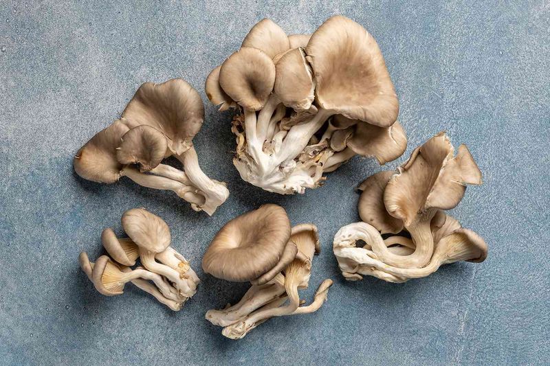 Oyster Mushrooms