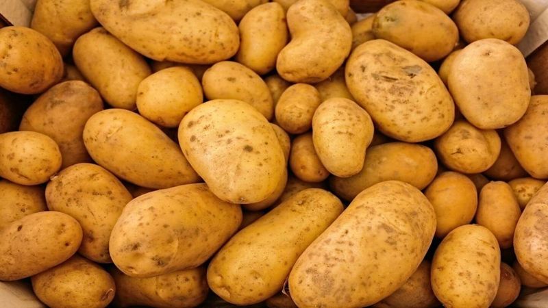 Potatoes Have Ancient Origins In Peru