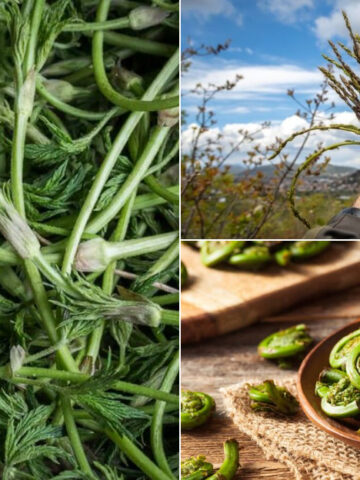 The World's 6 Most Expensive Vegetables