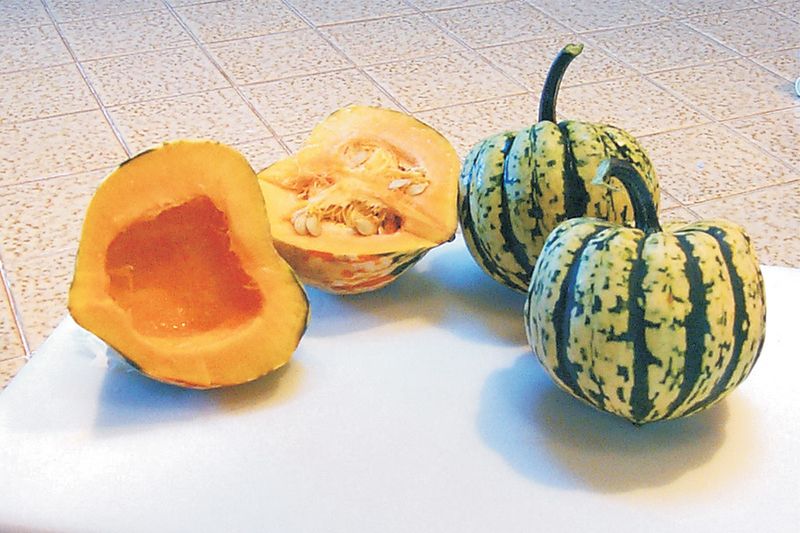 Harlequin Squash