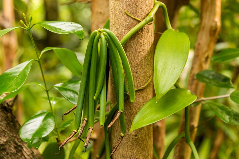 Vanilla Beans