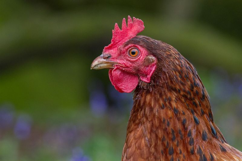 Chicken Head Might Carry Pesticide Residues