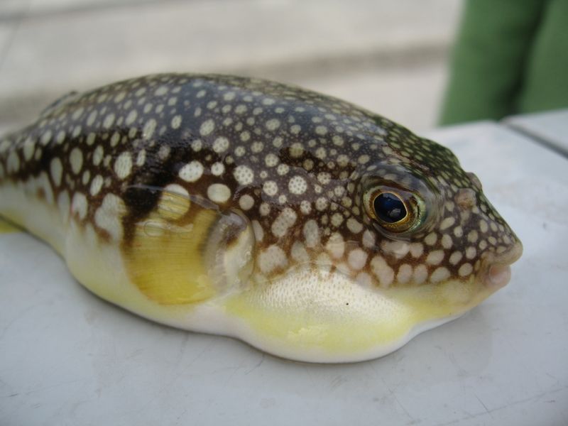 Fugu Liver (Japan)