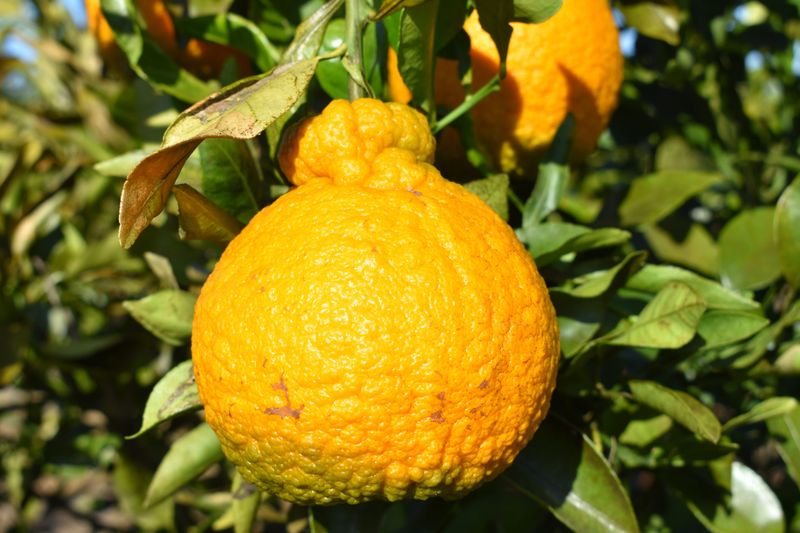 Ugli Fruit