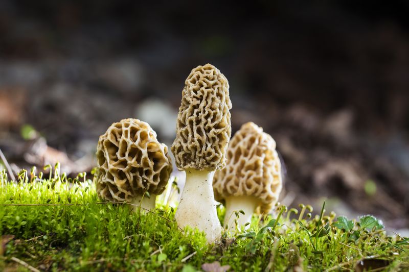 Morel Mushrooms