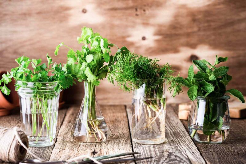 Herbs - Treat Like Flowers