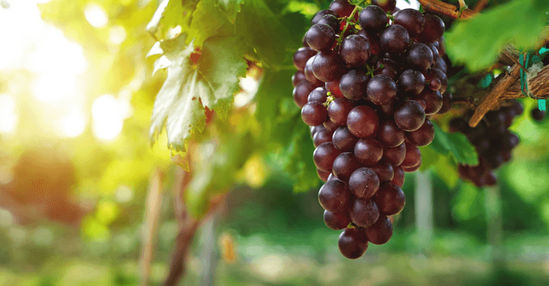 Grapes