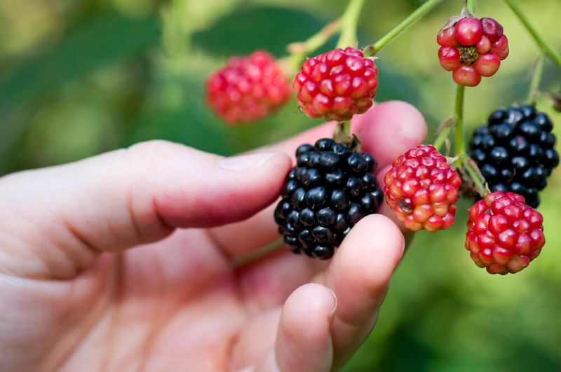 Berries & Colourful Fruits