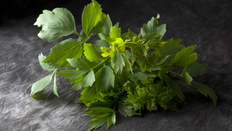 Lovage
