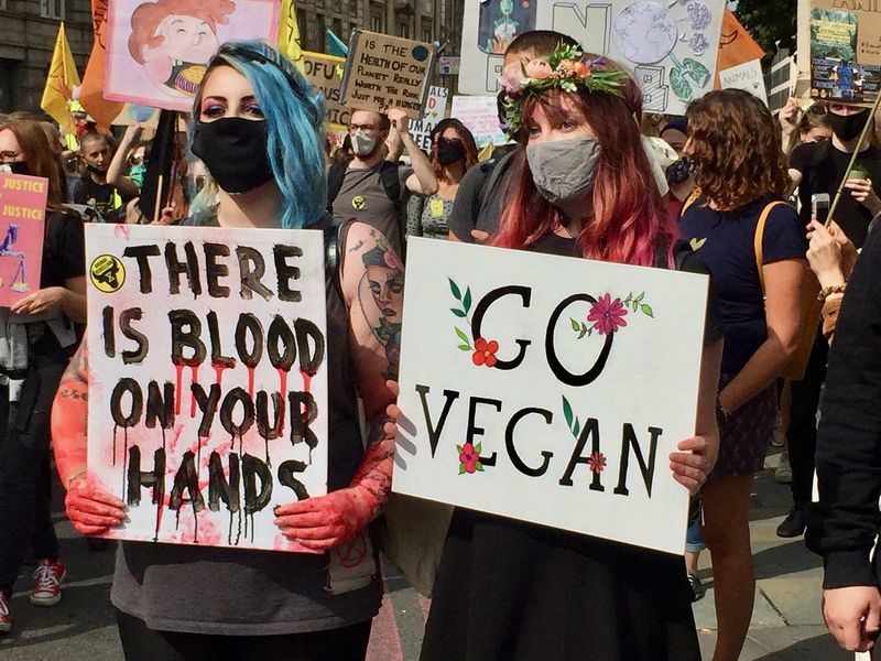 Pressure from Militant Vegans