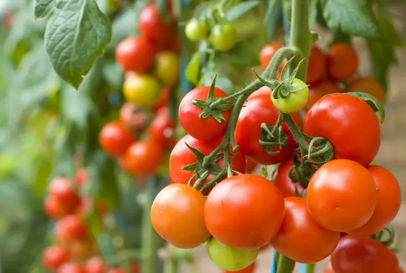 Tomatoes