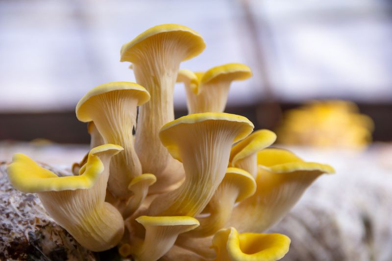 Golden Oyster Mushroom