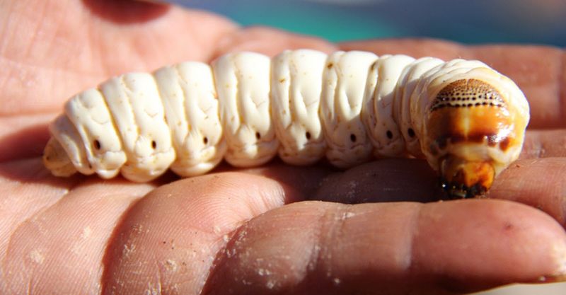 Witchetty Grub