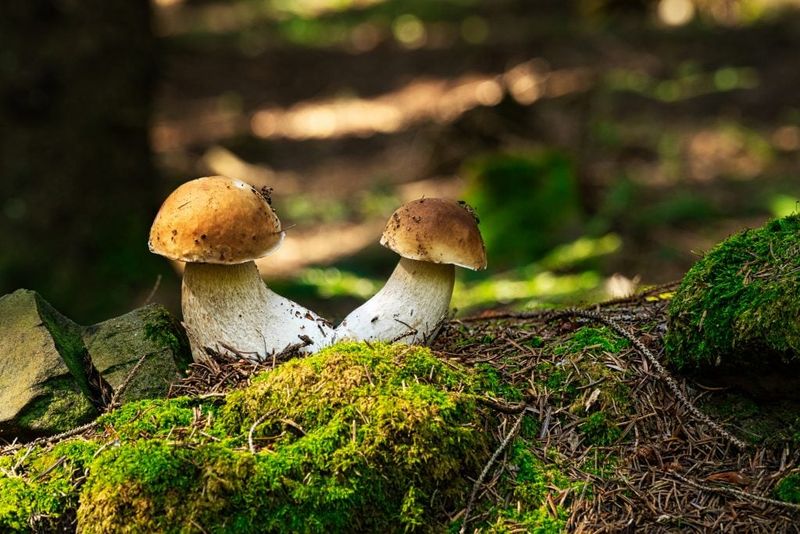 Porcini Mushroom