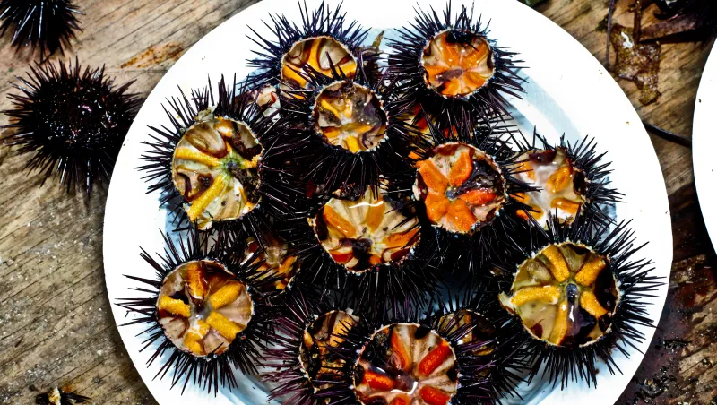 Sea Urchin (Uni)