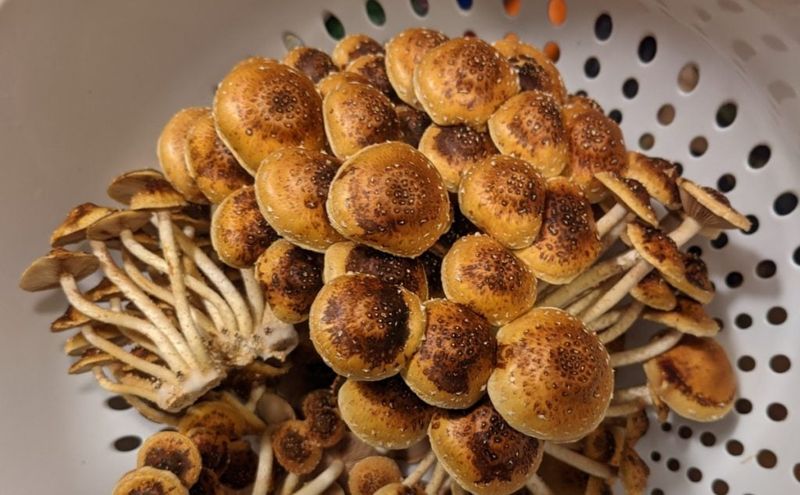 Button Or Chestnut Mushrooms