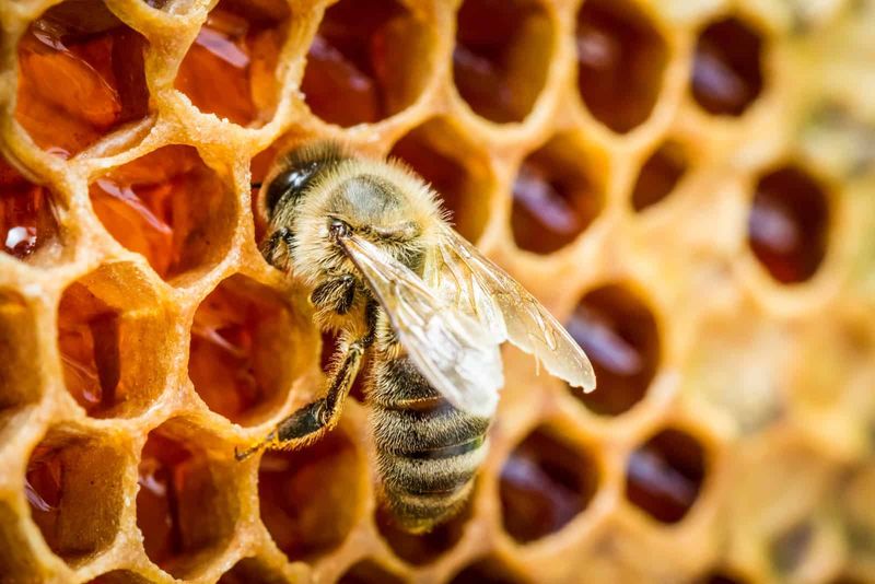 How Bees Use Honey For Colony Survival