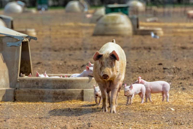 From Farm To Factory: The Journey Of British Sausages