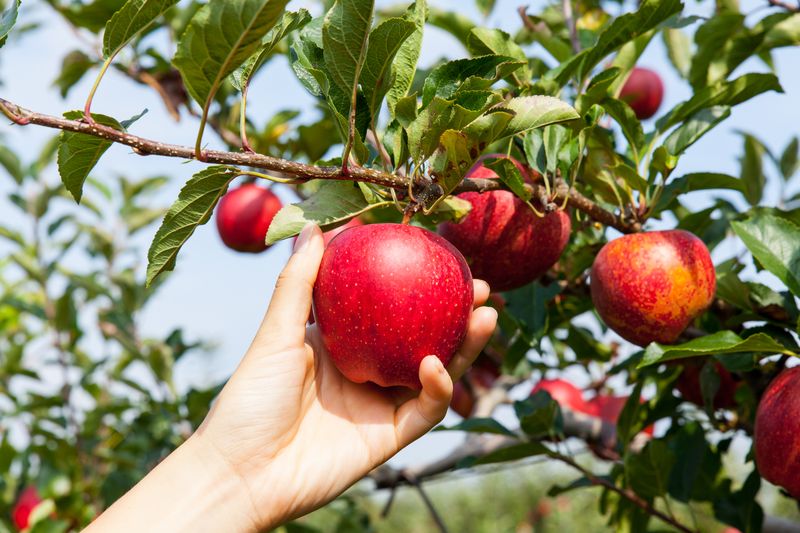 The Long Journey From Farm To Fork