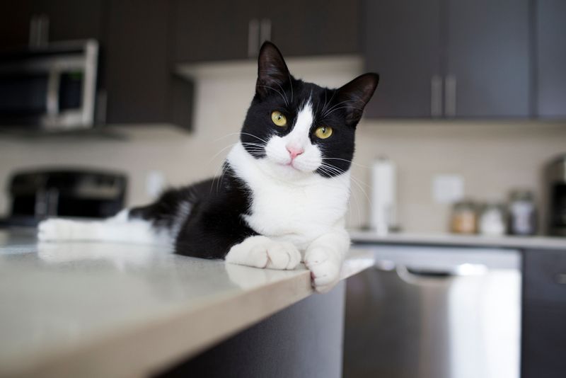 Keeping Pets Away From The Table