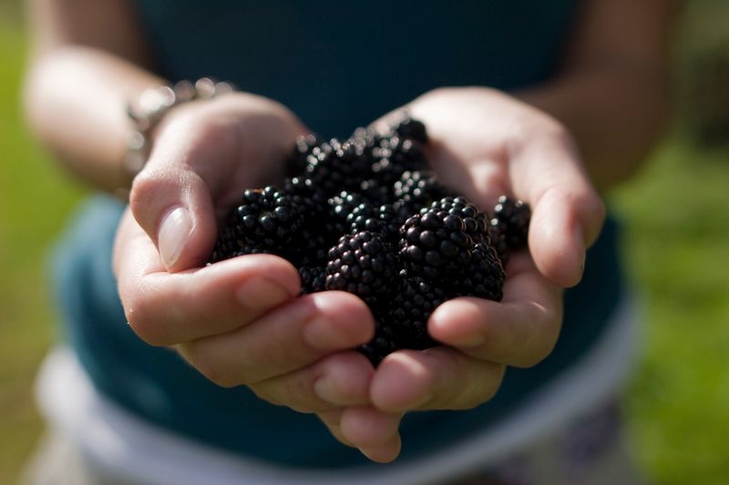 Blackberries