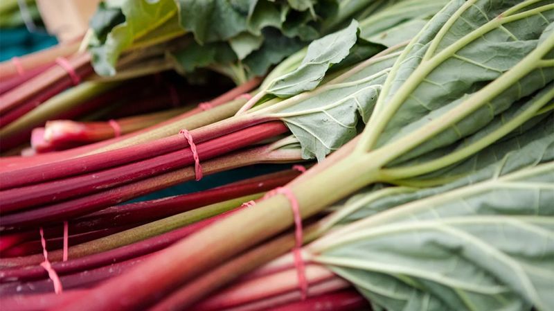 Rhubarb Leaves
