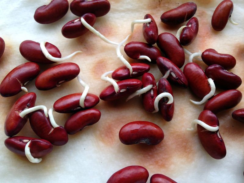 Red Kidney Sprouts