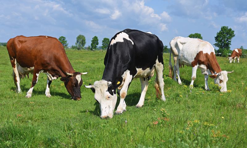Eat Smaller Portions Of Meat And Opt For Higher Welfare Sources