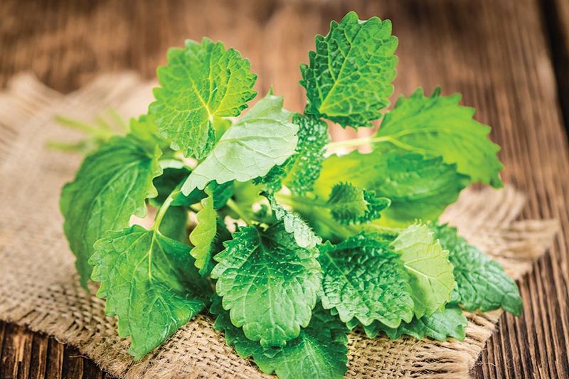 Lemon Balm