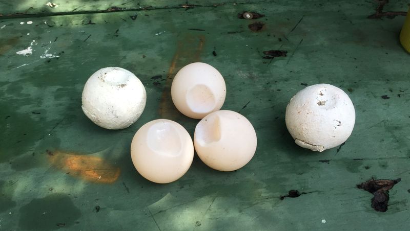 Sea Turtle Eggs And Meat (International)