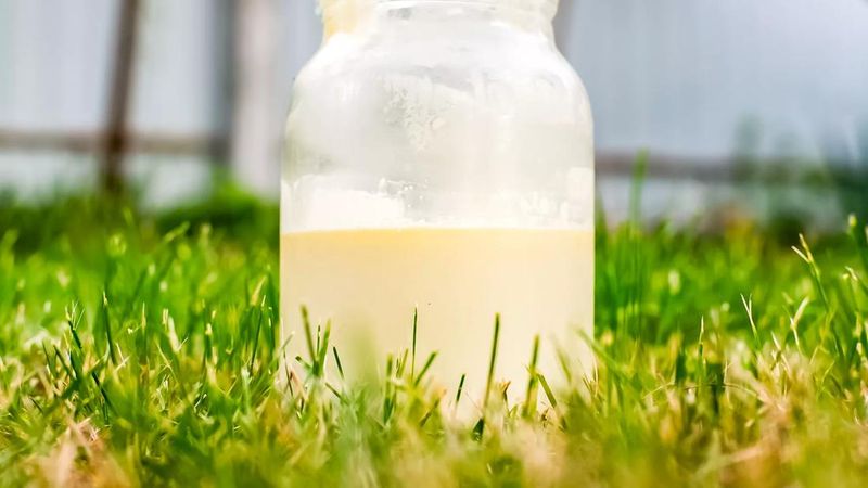 Unpasteurised Milk And Dairy Products