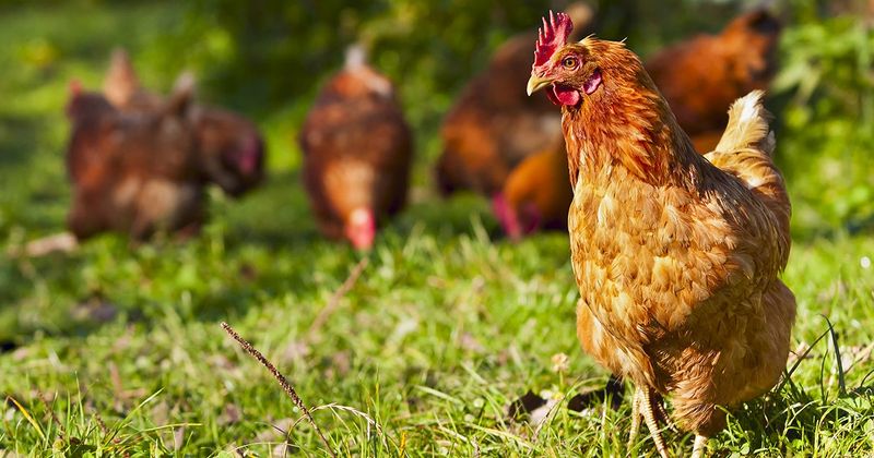 Animal Welfare Standards