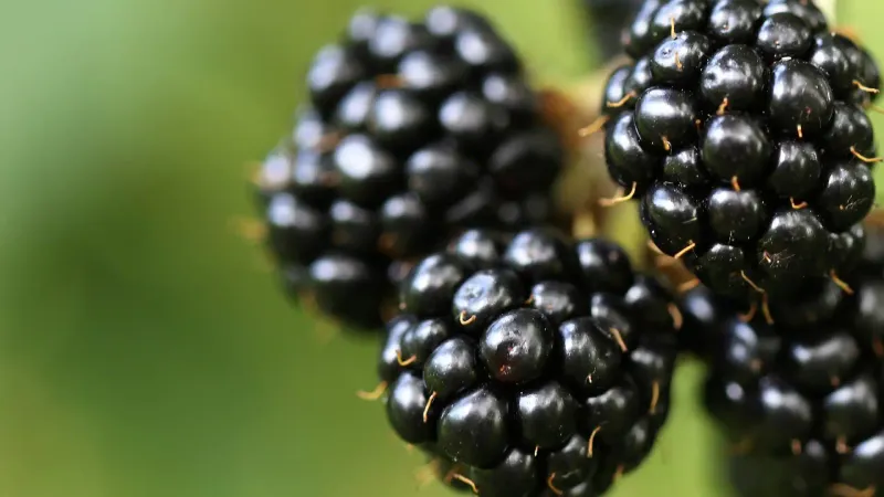 Blackberries