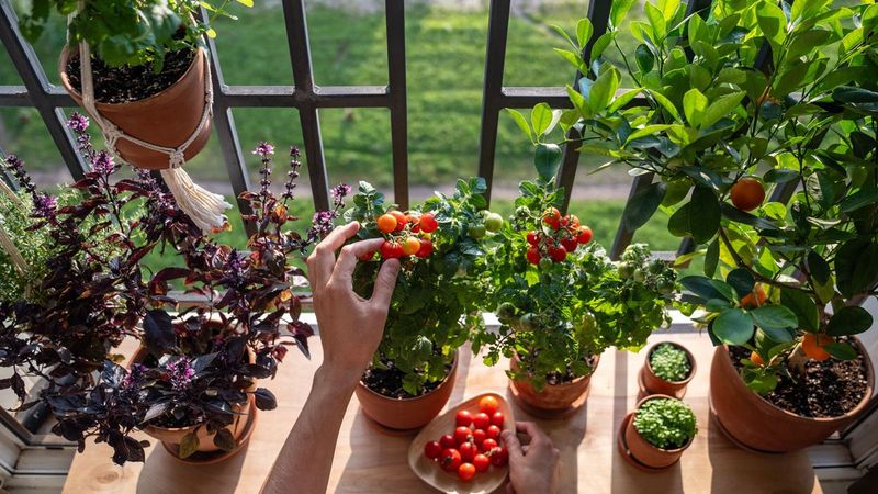 Grow Your Own Herbs, Fruit, Or Vegetables At Home