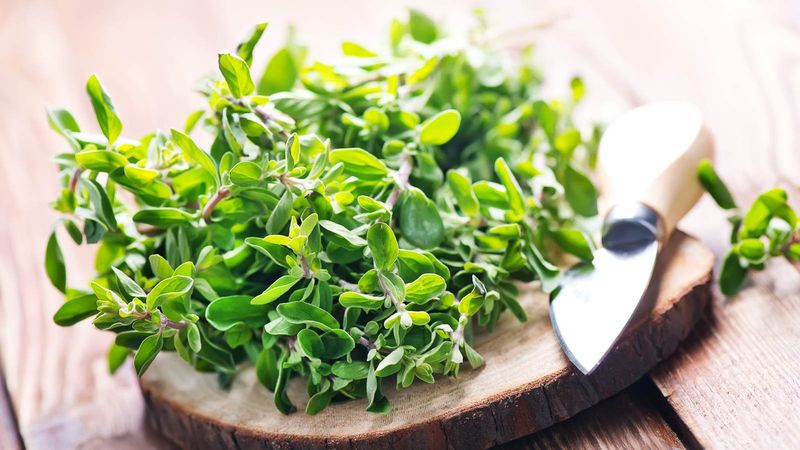 Marjoram