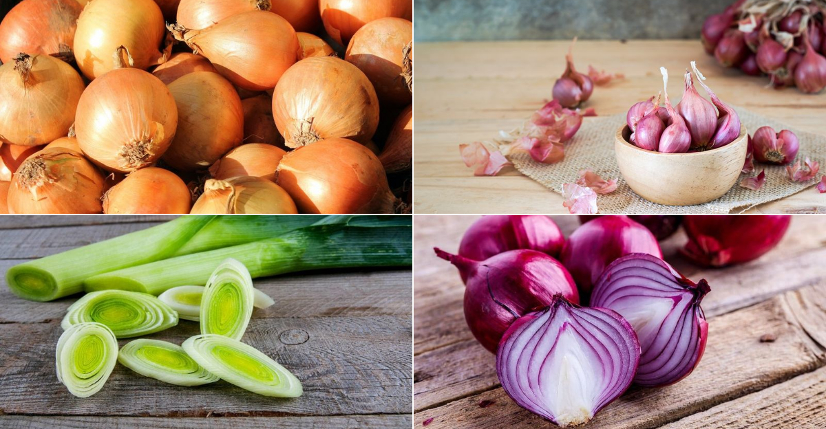 The Different Types Of Onions And When To Use Each