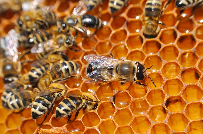 The Role Of Worker Bees In Honey Production