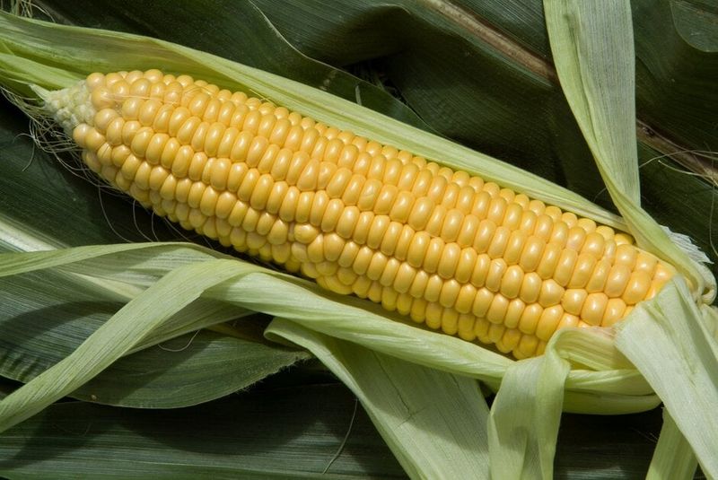 Sweetcorn