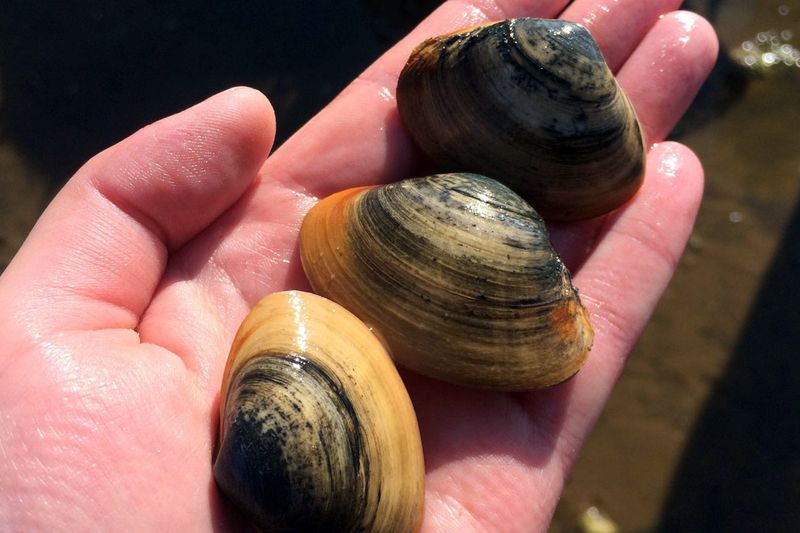 Unregulated Shellfish