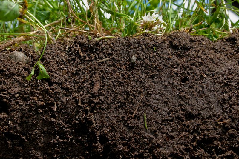 Soil Quality