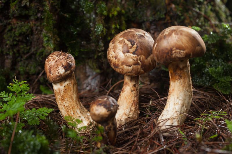 Matsutake Mushroom