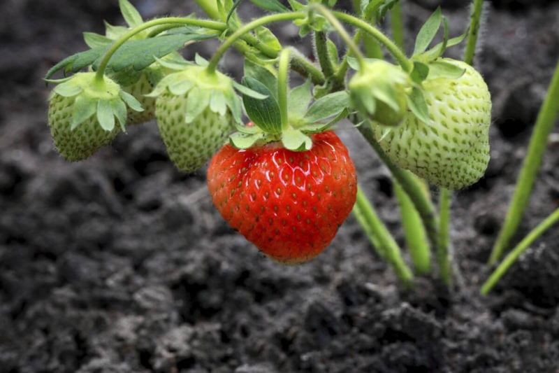Seasonal Produce And The Distance Dilemma