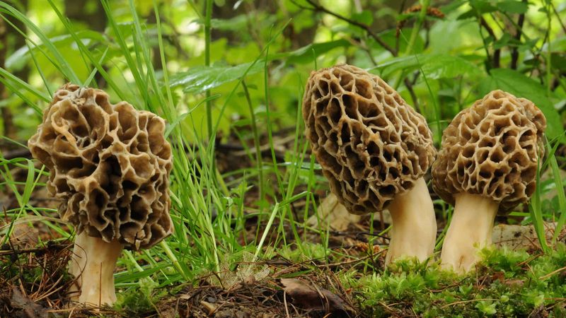 European White Morel