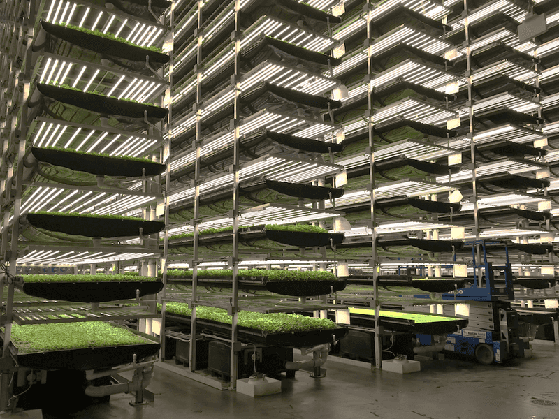 Vertical Farms Bring Fresh Produce To Cities