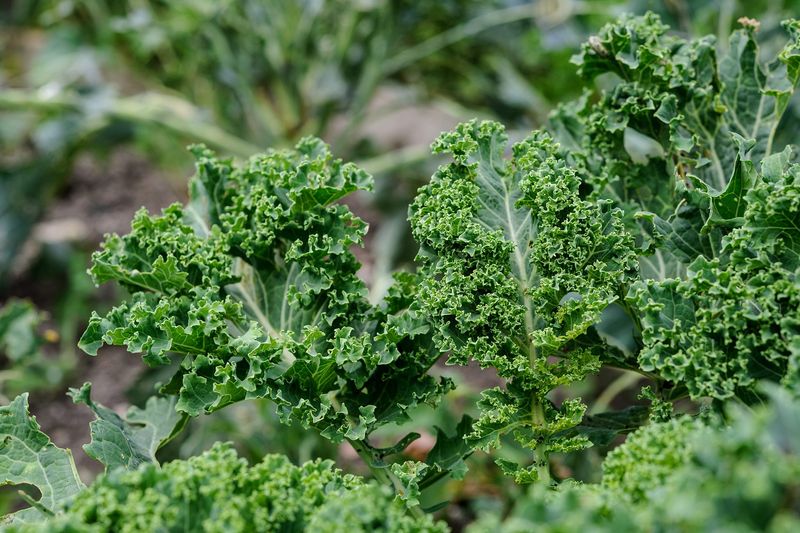 Kale