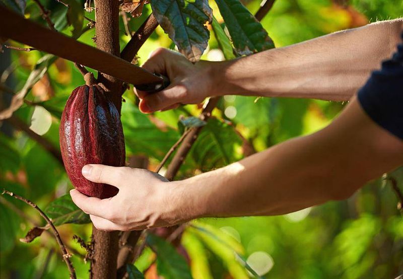 Where Ruby Chocolate Comes From