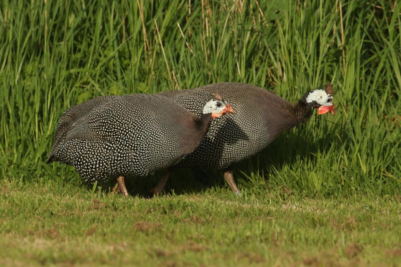 Game Meats (Wild Birds And Feathered Game)